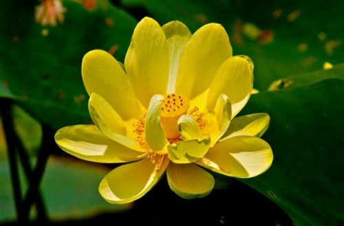 Hoa sen vàng trong phong thủy - Đẩy lùi vận xui mang bình yên cho gia chủ